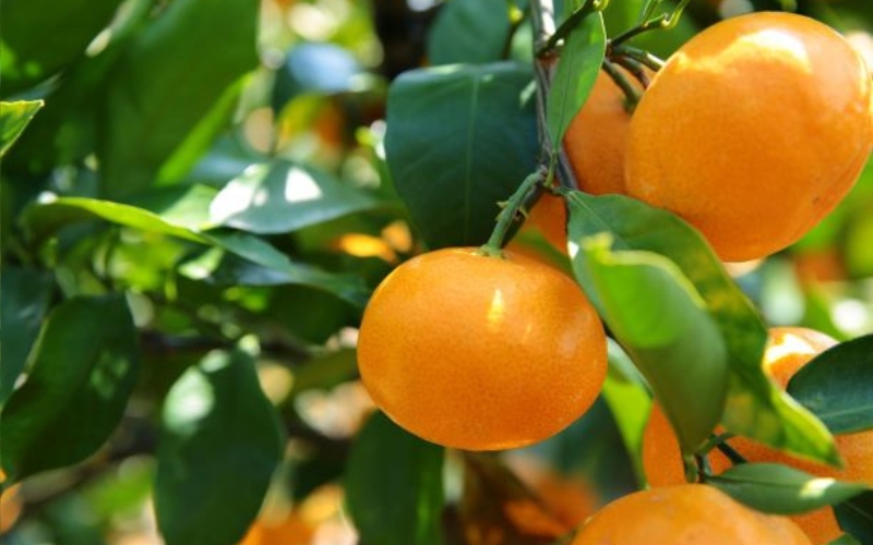 【先行予約】高級松兵衛みかん 2.5ｋｇ ※2025年10月下旬頃～2026年1月上旬頃に順次発送予定 / 和歌山県 柑橘 みかん 甘い 蜜柑 フルーツ 果物 くだもの 食品 人気 晩柑 おすすめ 送料無料 産地直送 由良町【nus003】