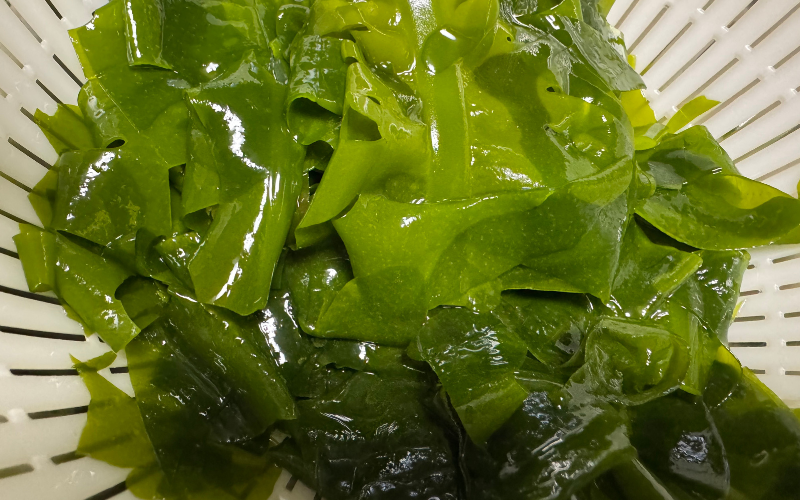 生わかめ 1kg【来シーズン先行予約】※2026年2月上旬頃～順次発送予定 / 食品 海の幸 海鮮 カイセン 海鮮類 ワカメ 生ワカメ 酢の物 サラダ 簡単調理 お味噌汁 和歌山県 由良町 【skmn028】