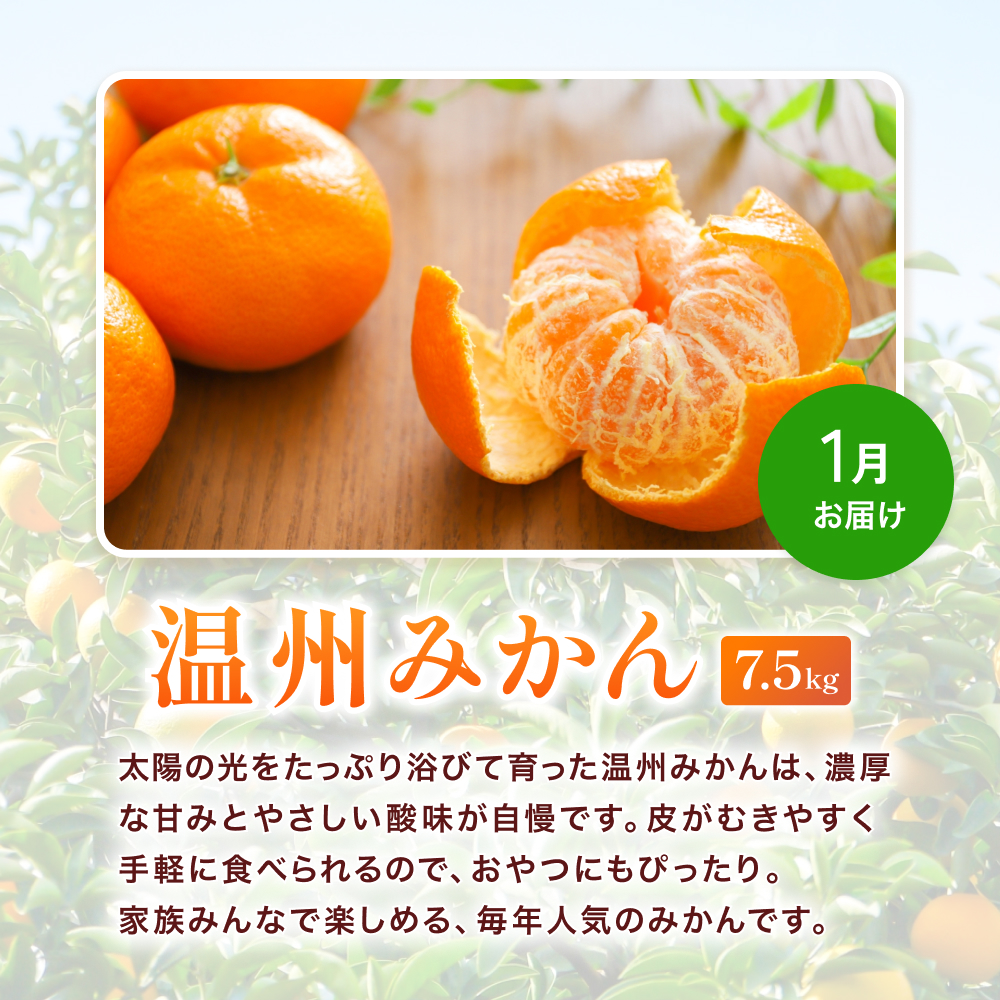 ＼たっぷり23.5kg！／【3か月定期便】訳ありみかんの定期便 / 温州みかん 不知火 清見オレンジ 定期便 果物 柑橘 由良町 フルーツ くだもの 産地直送 ミカン 和歌山【tkb113】