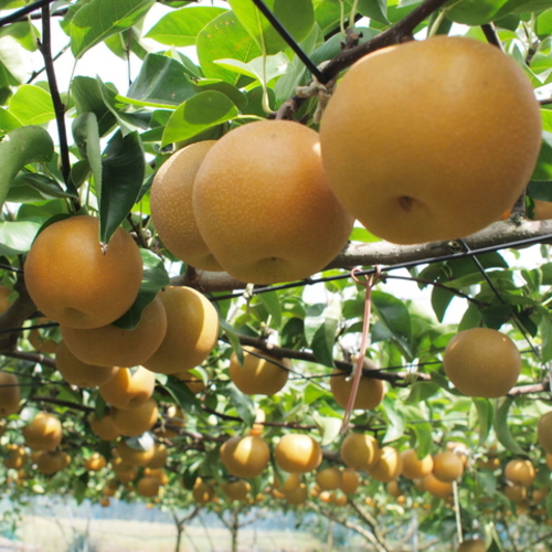 和歌山の樹上成熟梨 約2kg（6～8玉） ※2025年8月上旬～9月中旬頃発送予定| 先行予約 果物 フルーツ 甘い【MS103】【ard816】