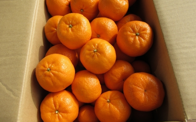 【来シーズン先行予約】ポンカン 約7.5kg サイズおまかせ 【北海道・沖縄・一部離島配送不可】【eiw004】