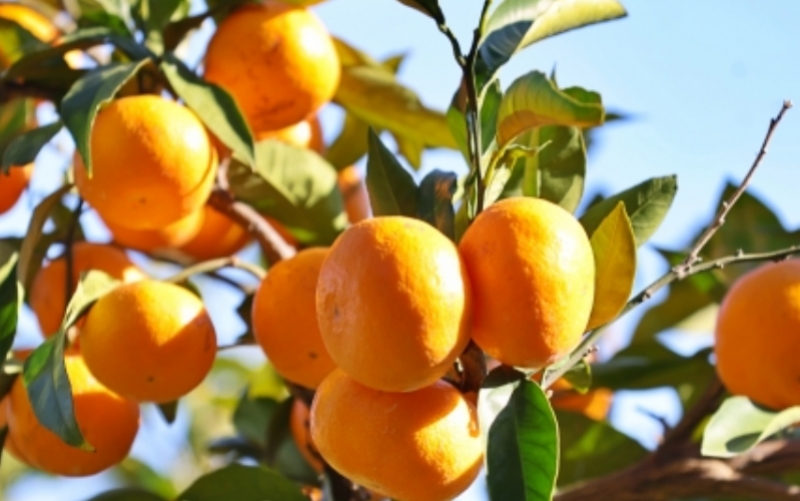 【先行予約】温州みかん 約3kg (サイズおまかせ)【2025年12月中旬から順次発送予定】※北海道・沖縄・離島配送不可 / ミカン 蜜柑 フルーツ 果物 柑橘 果実 由良町 国産 産地直送 和歌山県【eiw014】