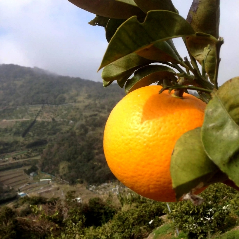 つぶつぶが綺麗で美味しい「八朔ドレッシング」200g×32本【fmlb043】