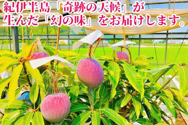 ◆先行予約◆和歌山県産　紀州完熟マンゴー『吉玉』1玉入り【2025年8月中旬から9月下旬頃順次発送予定】【MG21】【mtgn074】