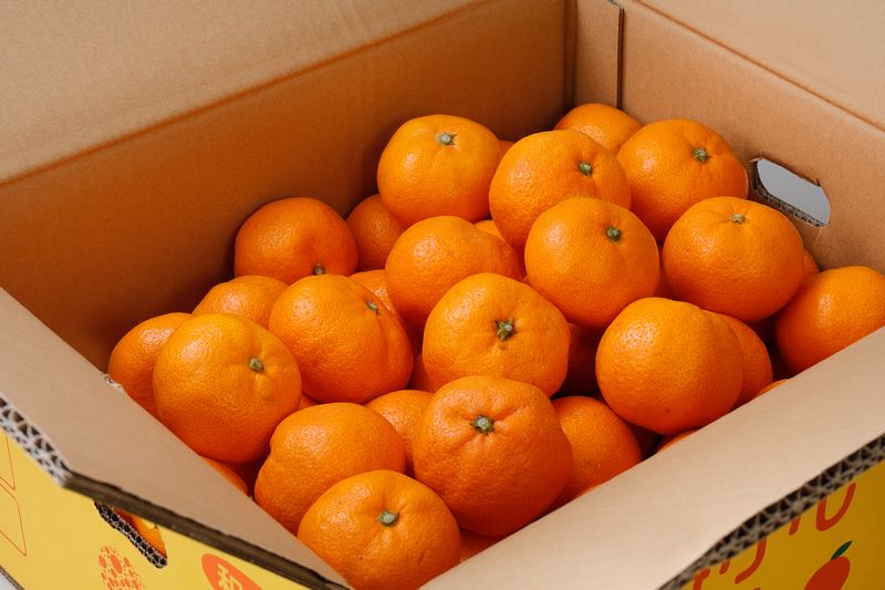こだわりの有田みかん 約2kg【ご家庭用】【11月発送】 光センサー選別品 農家直送品 ※北海道・沖縄・離島配送不可 / みかん 有田みかん 温州みかん 柑橘 果物 くだもの フルーツ 有田 和歌山 和歌山県産 産地直送 【nuk159-11A】