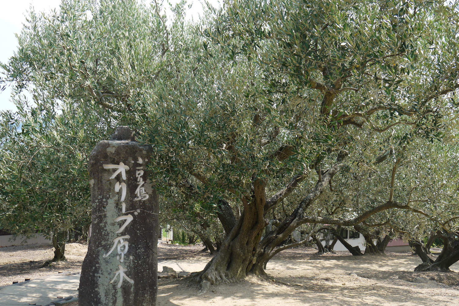 チューブ入り オリーブハンドクリーム2本セット【SM9】【smmr008】