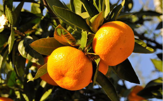 【訳あり】和歌山下津みかん約5kgご家庭用向け(サイズ混合) ★2025年11月中旬頃より順次発送［TM77］【tec949】