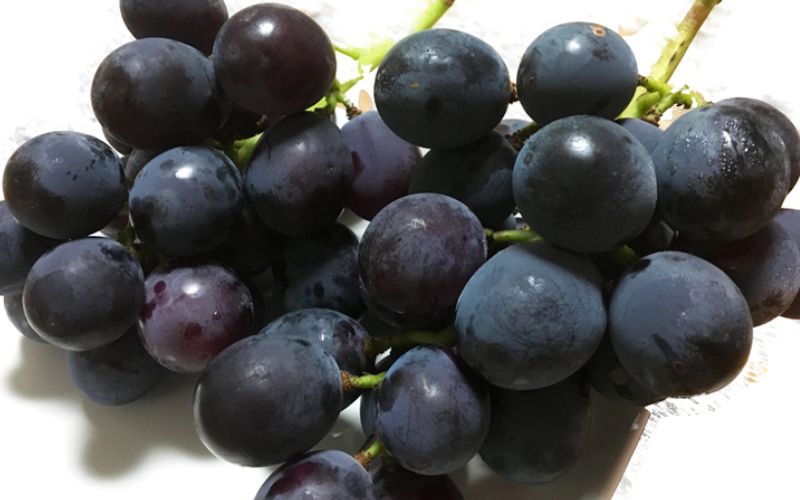 紀州有田産 ブラックオリンピア (ハチミツぶどう) 約2kg ※2026年8月中旬頃〜2026年9月上旬頃発送予定【uot005】