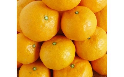 初夏のみかん なつみ 5kg【先行予約】【2026年4月中旬頃～2026年4月下旬頃に順次発送予定】【UT57】【uot501-2】