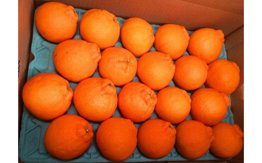 紀州有田産不知火(しらぬひ) 約5kg【2026年2月中旬以降発送】【先行予約】【UT40】【uot709A】