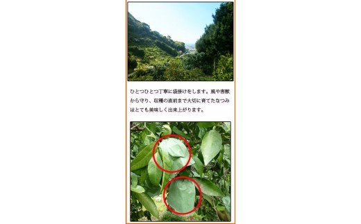 初夏のみかん　なつみ3kg【2026年4月中旬頃～2026年4月下旬頃に順次発送予定】【先行予約】【UT56】【uot753A】