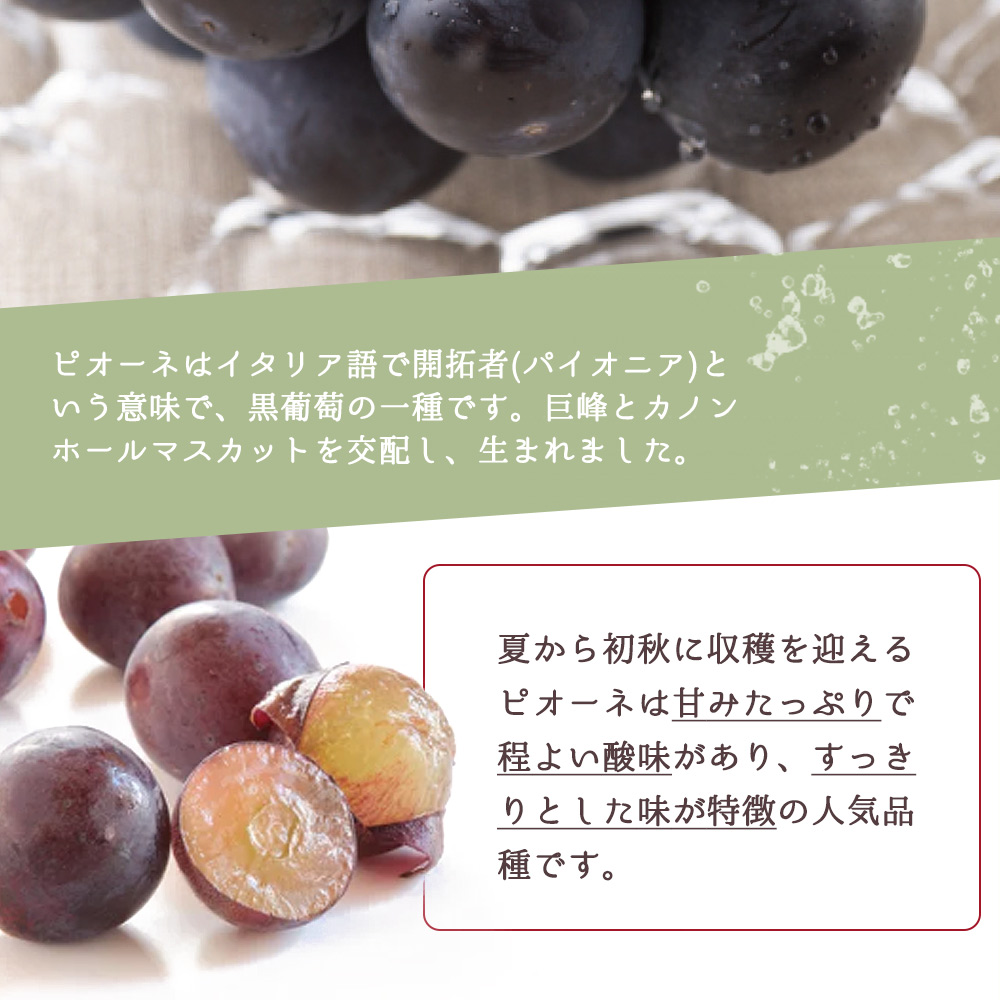 ピオーネ 約2kg　紀州和歌山 かつらぎ産【2026年8月下旬頃〜2026年9月上旬頃発送予定】【UT119】【uot781A】