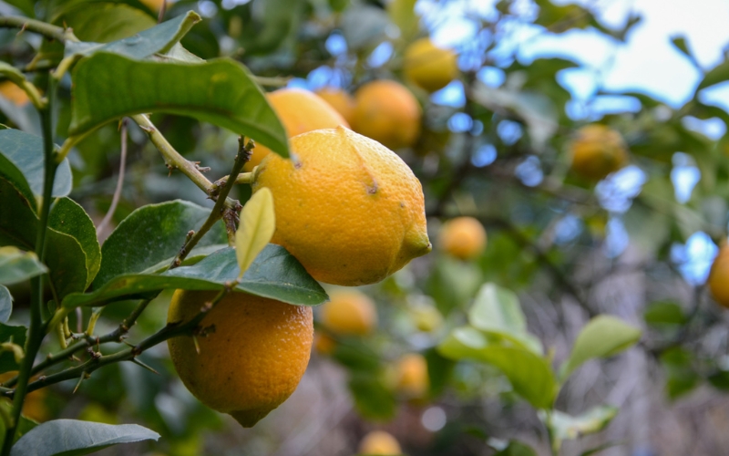 和歌山県産レモン果汁（ストレート・果汁100%）180ml×4本【uttn001】