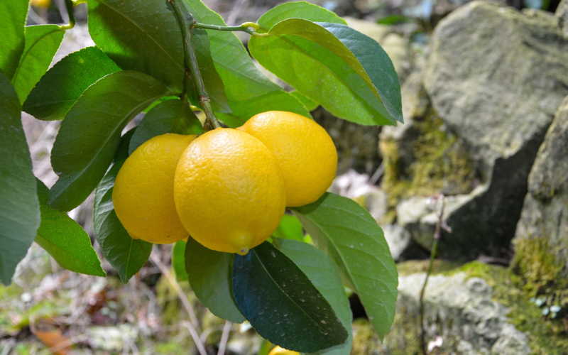 【来シーズン先行予約】和歌山県産完熟レモン（2kg・大小混合）皮まで使用可能！【2026年1月中旬より順次発送予定】 / れもん ノーワックス 柑橘 産地直送 由良町 和歌山【uttn017】