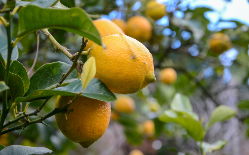 【来シーズン先行予約】《訳あり・ご家庭用》和歌山県産完熟レモン（2kg・大小混合）皮まで使用可能！【2026年1月中旬より順次発送予定】 / れもん ワケアリ ノーワックス 柑橘 産地直送 由良町 和歌山【uttn022】