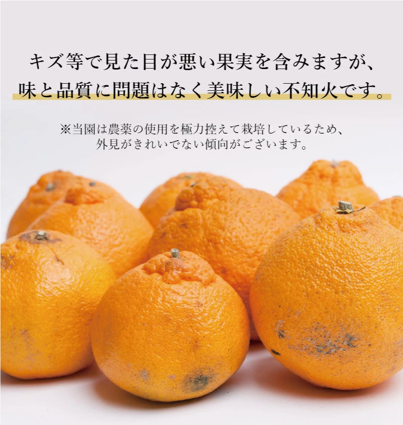 ＜先行予約＞家庭用不知火1kg+250g（傷み補償分）＜2月より発送＞ デコポンと同品種 人気の春みかん 訳あり わけあり 光センサー選別  みかん 果物 フルーツ デコポン 【ikd161C】
