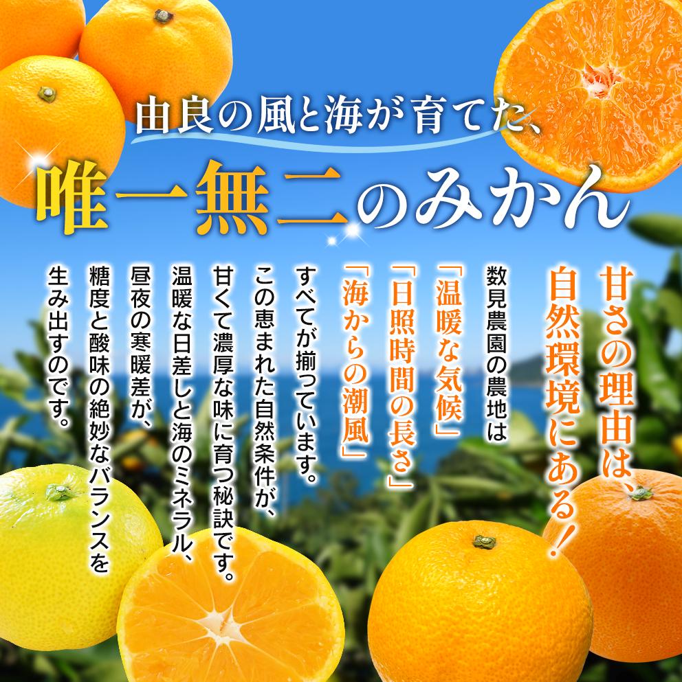 【来シーズン先行予約】完熟さつき八朔 8kg【2026年3月下旬頃から発送予定】 / はっさく ハッサク 柑橘 由良町 果物 フルーツ くだもの 産地直送 和歌山【kzmn001】