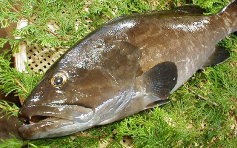 近大くえ鍋セット ( 500g ）こだわりだしぽん酢付き【2025年2月上旬～中旬発送】【akd501-3】