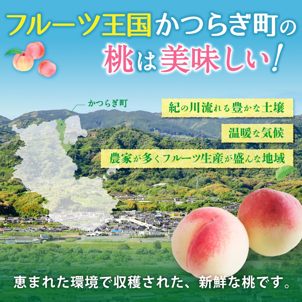 【受付停止まで残りわずか！】和歌山県産 白鳳 桃 5～8玉入り 秀品 先行予約【2025年6月下旬以降発送】【MG6】【mtgn053A】