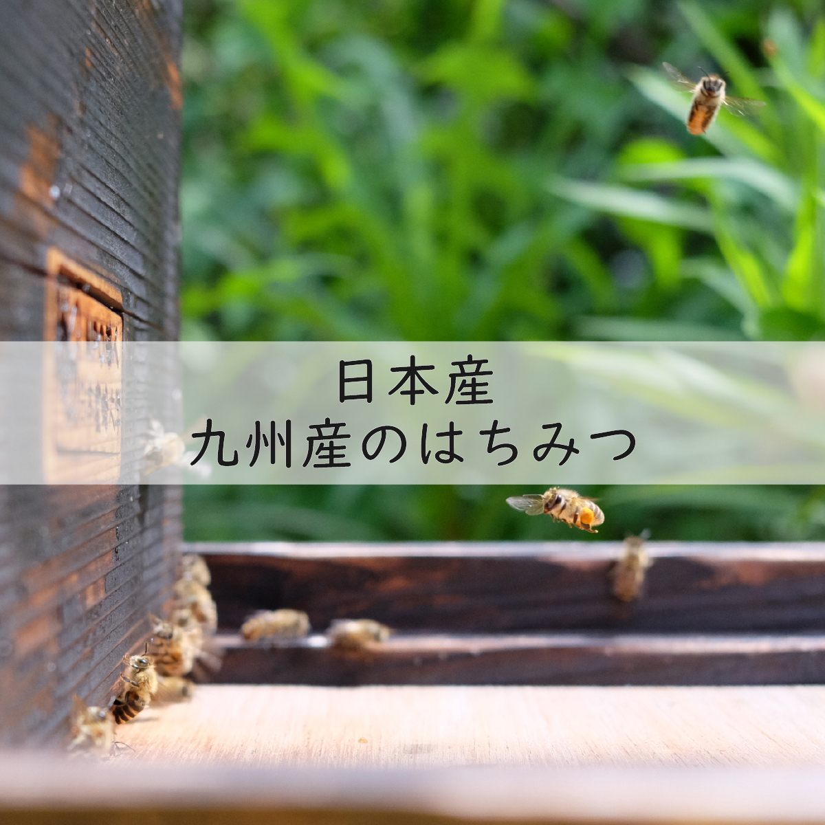 梅干し 無添加 訳あり はちみつ梅干1kg（500×2） 紀州梅香 / 塩分6％ 紀州南高梅 ワケあり つぶれ つぶれ梅 梅干し うめぼし 南高梅 はちみつ梅 はちみつ漬け 減塩 塩分控えめ 小分け 家庭用 ご家庭用 普段使い おにぎり お弁当 和歌山県 紀州 【baiko001】