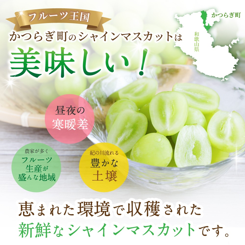 【先行予約】 朝摘み シャインマスカット 秀品 2房（約1.2kg）こだわり農家厳選！【2026年8月末から9月末順次発送予定】/ フルーツ ぶどう ブドウ 葡萄 マスカット 和歌山県 かつらぎ町 ジューシー 厳選 産地直送 果物 【kgr035】