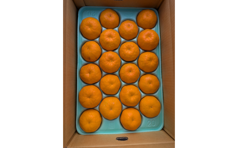 【来シーズン先行予約】はるみ 和歌山みかん 秀品 Lサイズ 20個入り 贈答用※2026年1月中旬頃に順次発送予定 / はるみ 柑橘 贈り物 フルーツ 果物 くだもの 食品 人気 おすすめ 送料無料 由良町【ksmt014】