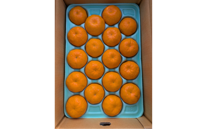 【来シーズン先行予約】はるみ 和歌山みかん 秀品 2Lサイズ 18個入り 贈答用※2026年1月中旬頃に順次発送予定 / はるみ 柑橘 贈り物 フルーツ 果物 くだもの 食品 人気 おすすめ 送料無料 由良町【ksmt015】