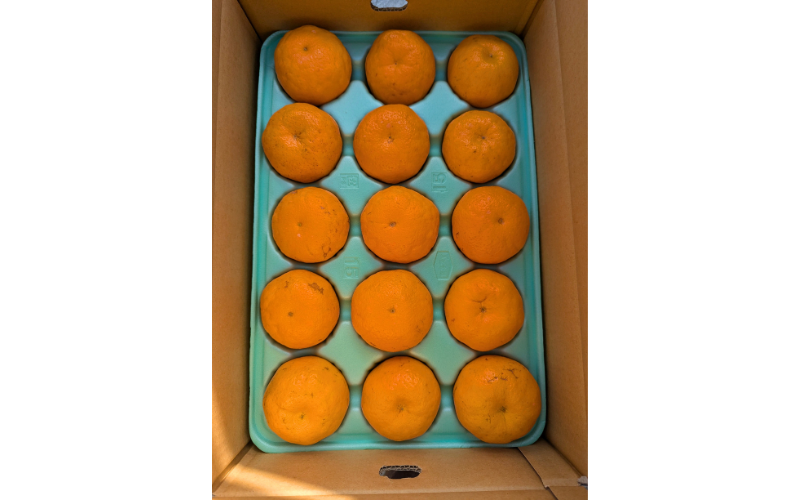 【来シーズン先行予約】はるみ 和歌山みかん 秀品 3Lサイズ 15個入り 贈答用※2026年1月中旬頃に順次発送予定 / はるみ 柑橘 贈り物 フルーツ 果物 くだもの 食品 人気 おすすめ 送料無料 由良町【ksmt016】