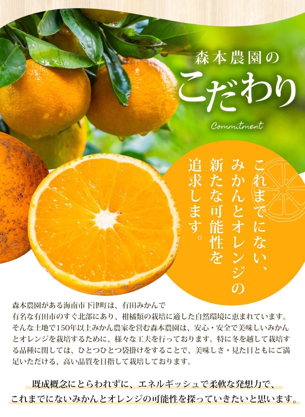 【家庭用】 森本農園の手選別 清見オレンジ 約6kg 和歌山県産 サイズ混合 ※2026年2月上旬～5月中旬頃に順次発送 / 柑橘 ご家庭用 期間限定 由良町 果物 フルーツ 和歌山県【mrmt038A】