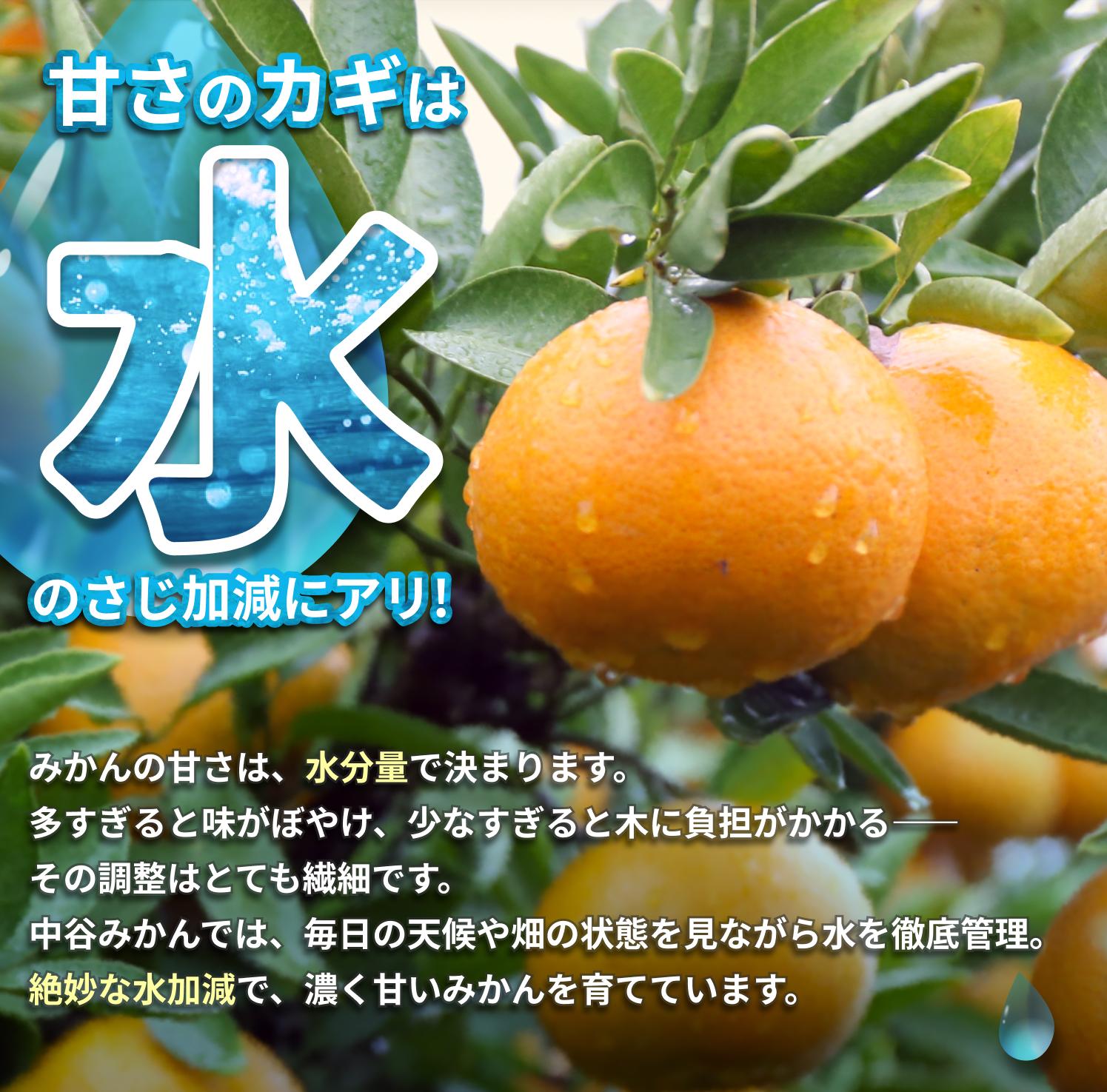  温州みかん 約7.5kg 2S～2Lサイズ混合 ※2026年1月上旬頃～順次発送【nktn010-1】