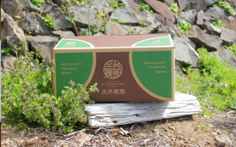 【先行予約】松兵衛みかん 5ｋｇご家庭用 ※2025年10月下旬頃～2026年1月上旬頃に順次発送予定 / 和歌山県 柑橘 みかん 甘い 蜜柑 フルーツ 果物 くだもの 食品 人気 晩柑 おすすめ 送料無料 産地直送 由良町【nus001】