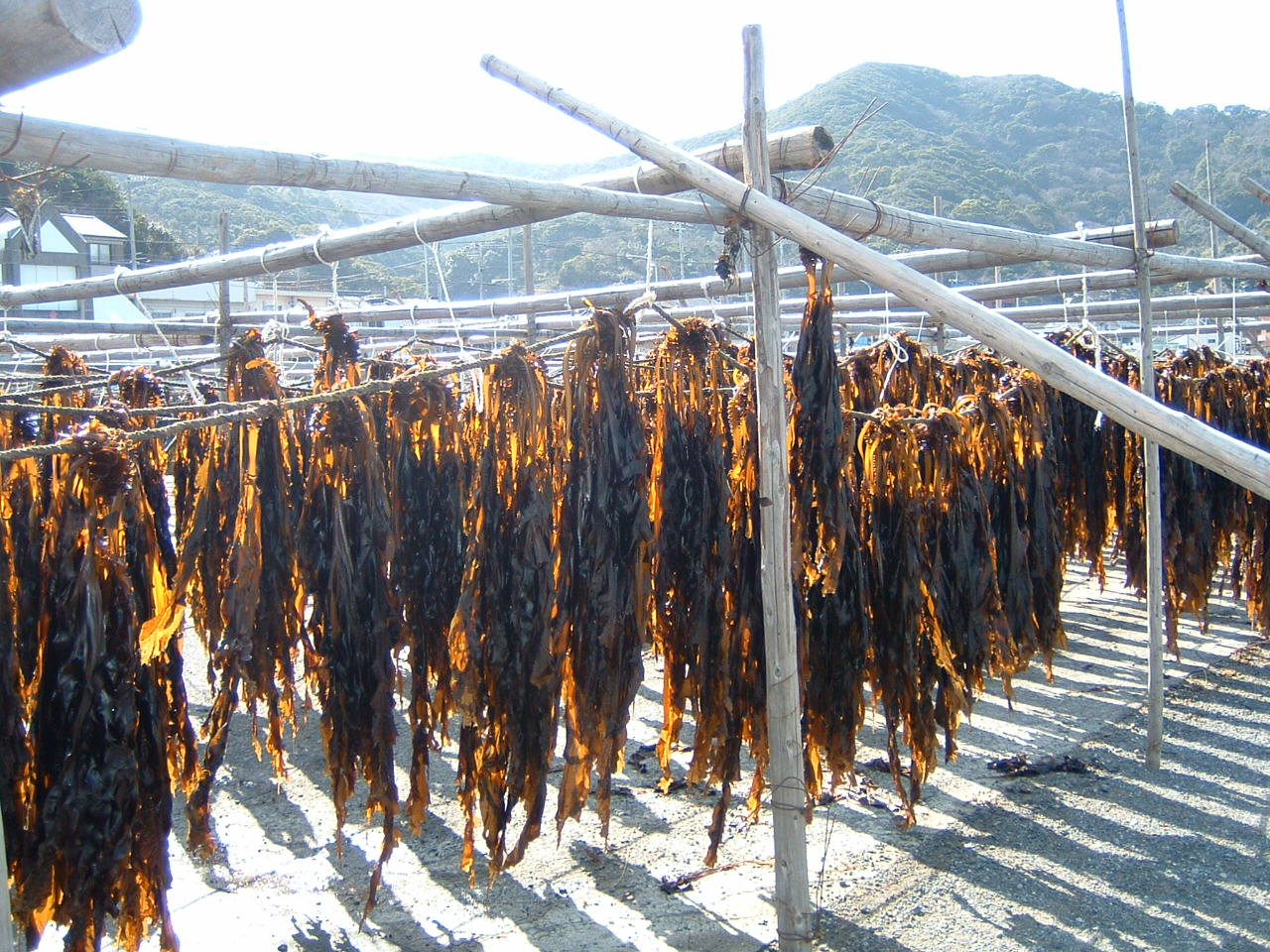 乾燥わかめ200g / わかめ 乾燥わかめ ワカメ 乾燥ワカメ 国産 海藻 魚 お魚 さかな 食品 和歌山県 由良町【uoms006A】