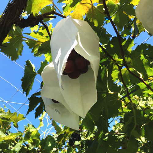 和歌山のピオーネ 約1.2kg(2～3房) ※2025年8月下旬～9月下旬頃発送予定| 先行予約 ぶどう 葡萄 果物 フルーツ 甘い【MS101】【ard814】