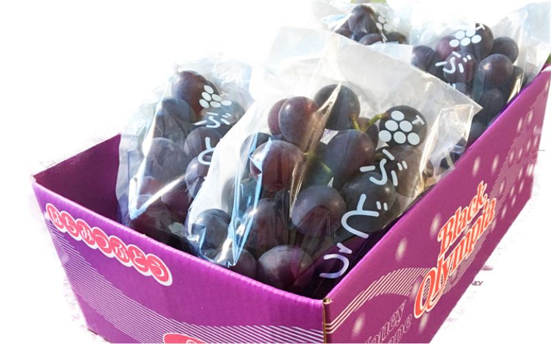 紀州有田産 ブラックオリンピア (ハチミツぶどう) 約2kg ※2026年8月中旬頃〜2026年9月上旬頃発送予定【uot005】