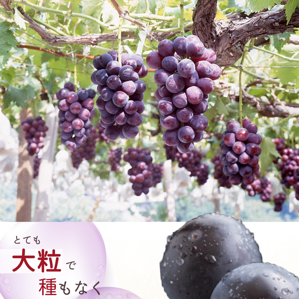 ピオーネ 約2kg　紀州和歌山 かつらぎ産【2026年8月下旬頃〜2026年9月上旬頃発送予定】【UT119】【uot781A】