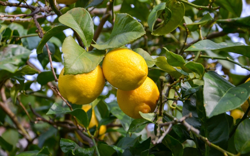 和歌山県産レモン果汁（ストレート・果汁100%）180ml×5本【uttn008】