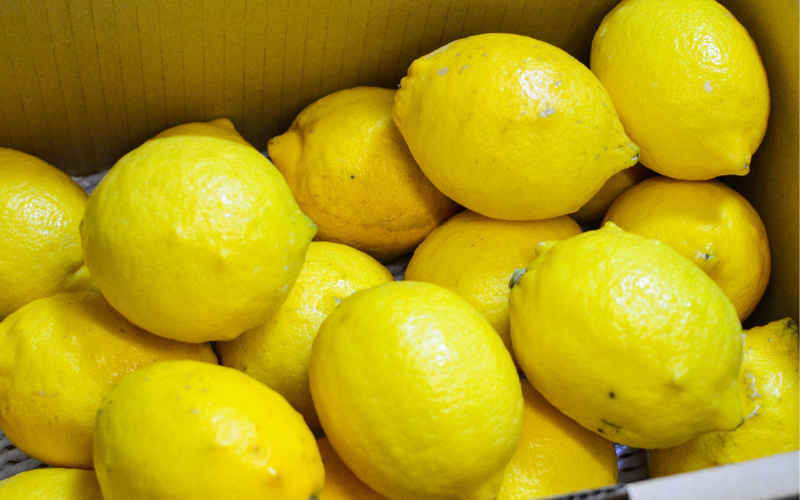 【来シーズン先行予約】和歌山県産完熟レモン（2kg・大小混合）皮まで使用可能！【2026年1月中旬より順次発送予定】 / れもん ノーワックス 柑橘 産地直送 由良町 和歌山【uttn017】