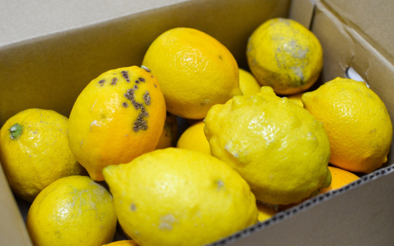 【来シーズン先行予約】《訳あり・ご家庭用》和歌山県産完熟レモン（2kg・大小混合）皮まで使用可能！【2026年1月中旬より順次発送予定】 / れもん ワケアリ ノーワックス 柑橘 産地直送 由良町 和歌山【uttn022】