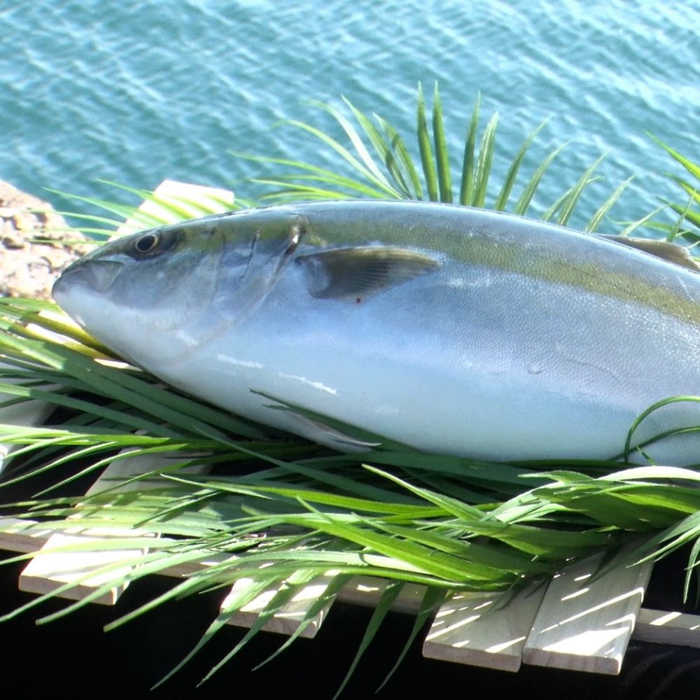 【くら寿司】オーガニック はまち 1尾 フィレ（カマなし）約2.1kg～2.4kg / ハマチ 丸ごと 刺身 数量限定 期間限定 ※2026年1月上旬～2026年4月末まで順次発送【kura003A】