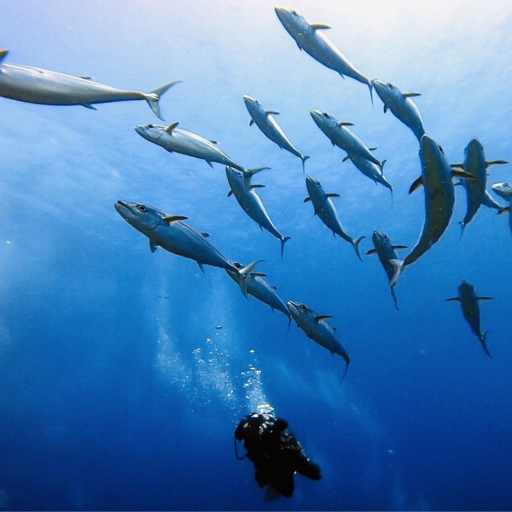 【くら寿司】オーガニック はまち 1尾 フィレ（皮無し）約1.8kg～2.1kg / ハマチ 丸ごと 刺身 数量限定 期間限定 ※2026年1月上旬～2026年4月末まで順次発送【kura004A】