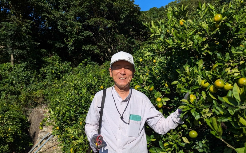 【来シーズン先行予約】はるみ 和歌山みかん 秀品 2Lサイズ 18個入り 贈答用※2026年1月中旬頃に順次発送予定 / はるみ 柑橘 贈り物 フルーツ 果物 くだもの 食品 人気 おすすめ 送料無料 由良町【ksmt015】