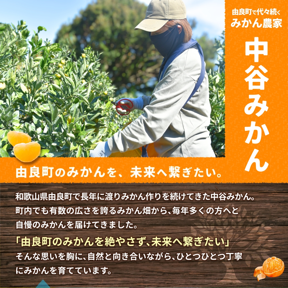 はるみ みかん 約5kg S～4Lサイズ混合 ※2026年2月上旬～順次発送農家直送 / くだもの 果実 柑橘 果物 フルーツ 国産 和歌山県 由良町 人気 おすすめ【nktn012】