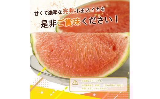 紀州和歌山産 小玉スイカ「ひとりじめ」 1玉【2025年6月上旬頃～2025年6月下旬頃に順次発送】【UT85】【uot778】