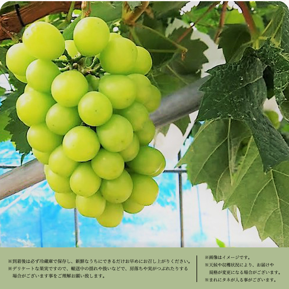 シャインマスカット 約1kg　紀州和歌山 かつらぎ産【2026年8月中旬頃〜2026年9月上旬頃】【UT118】【uot782】