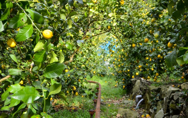 和歌山県産レモン果汁（ストレート・果汁100%）180ml×6本【uttn009】