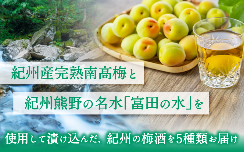 紀州の梅酒 飲み比べ5本セット（白・赤・蜂蜜・黒糖・樽）梅酒 梅 紀州南高梅 酒 お酒 飲み比べ リキュール 和歌山 果実酒 アルコール お湯割り 水割り ロック ストレート  晩酌【mtgn109A】