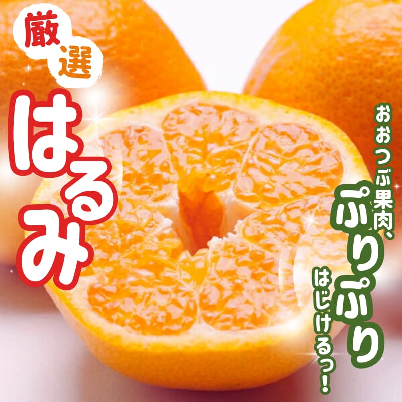 【先行予約】厳選はるみ5kg+250g（傷み補償分）＜2月より発送＞デコポンの姉妹品種 新食感春みかん 光センサー選別 訳あり わけあり【ikd194B】