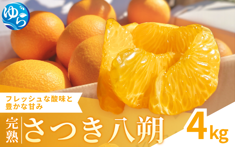 【来シーズン先行予約】完熟さつき八朔 4kg【2026年3月下旬頃から発送予定】 / はっさく ハッサク 柑橘 由良町 果物 フルーツ くだもの 産地直送 和歌山【kzmn002】