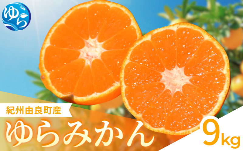【先行予約】ゆらみかん 9kg 温州みかん 和歌山県由良町産［2025年12月10日～25日発送予定］【kzmn017】