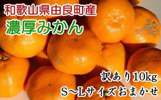 【訳あり・ご家庭用】和歌山由良町産のみかん約10kg（サイズおまかせ）★2025年11月下旬頃より順次発送［TM194］【tec878A】